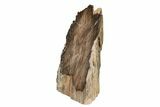 5.8" Polished Petrified Wood Stand-up - McDermitt, Oregon - #199048-1